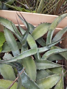 Agave montana