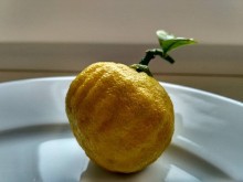 Citrus ichangensis "Ichang papeda - Ivia"