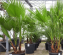 Washingtonia robusta