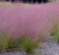 Muhla - Muhlenbergia capillaris @